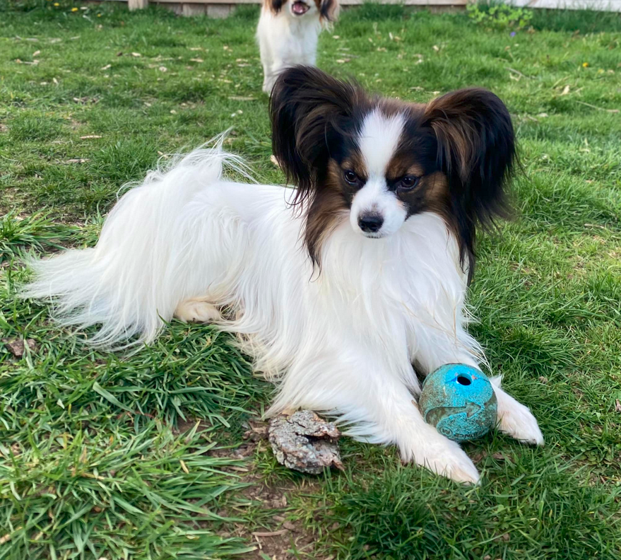 Retired Males — Sablewings Papillons